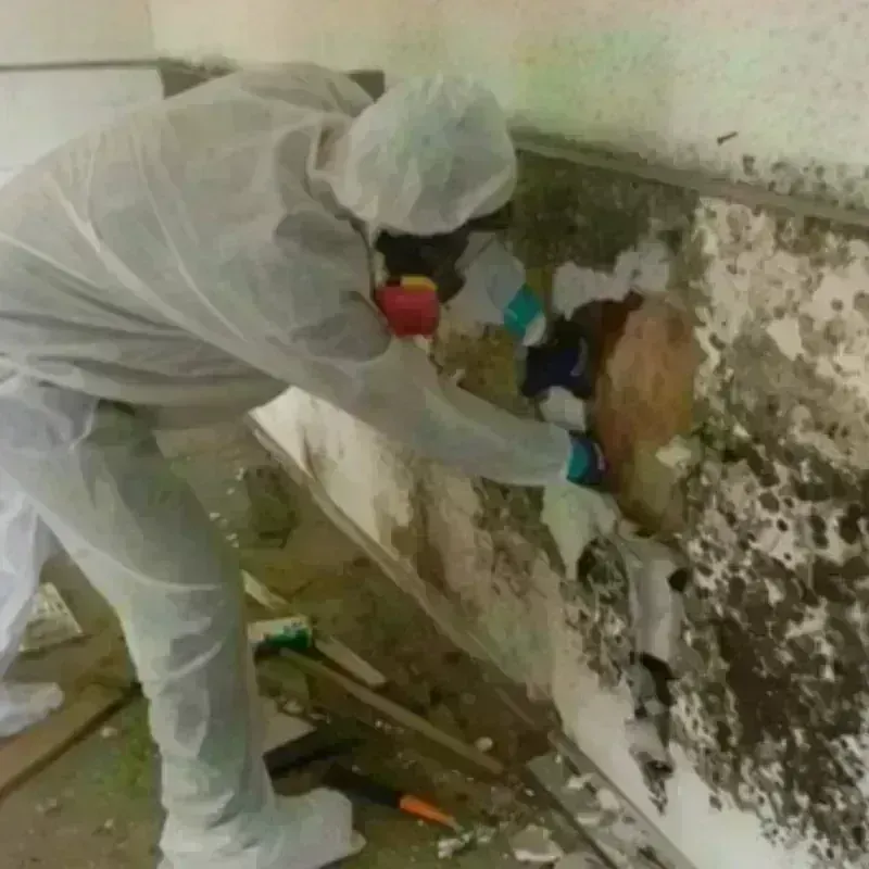 Mold Remediation and Removal in Whitemarsh Island, GA